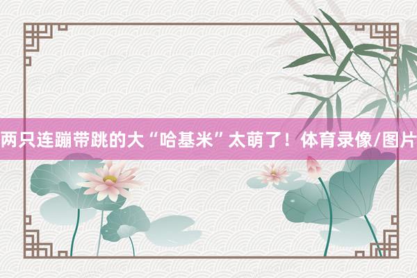 两只连蹦带跳的大“哈基米”太萌了！体育录像/图片